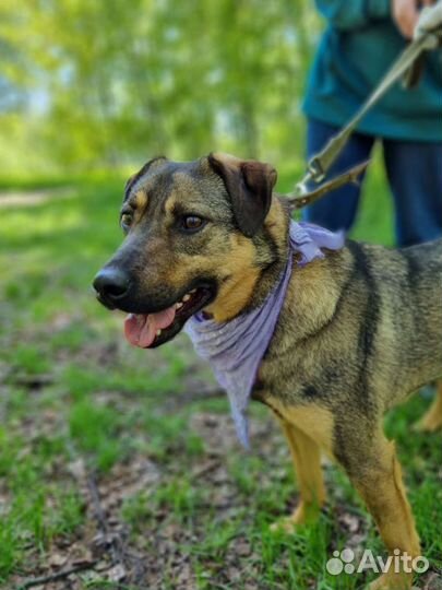 Предательски вернули как ненужную вещь