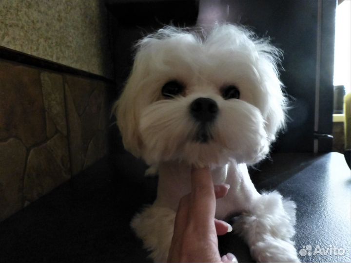 Кобели мальтезе - вязка