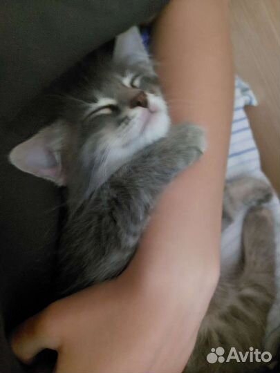 Котенок(мальчишка)