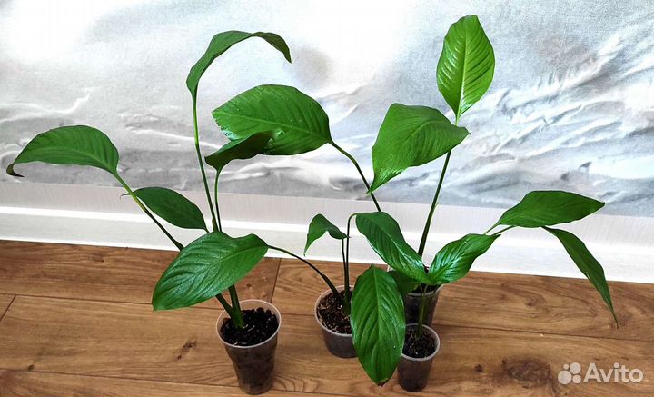 Спатифиллум Свит Лауретта детки