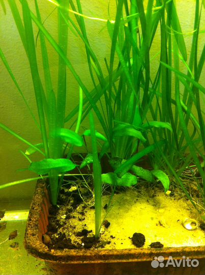 Топ 5 Растения для аквариума.Мальки гуппи бонусом