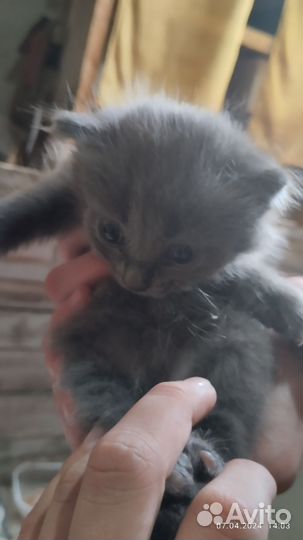 Котята в добрые руки бесплатно