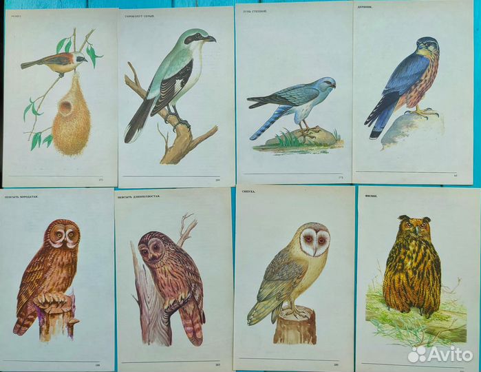 Иллюстрации птиц