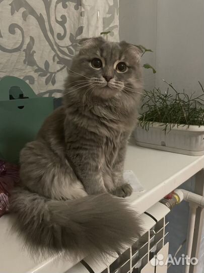 Вязка хайленд-фолд