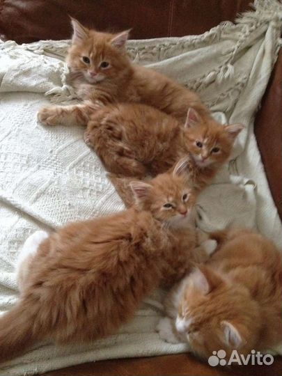 Прелестные мурчалки