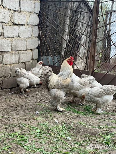 Петух брама изабель лаванда