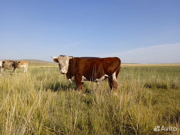 Продажа бычков