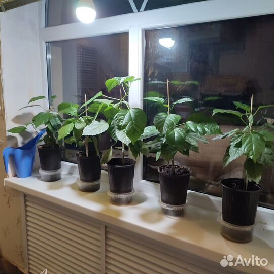 Гибискус красный махровый, молодые,укорененные