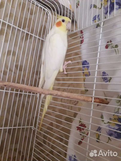 Попугай корелла