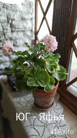 Пеларгония герань юг Яфья