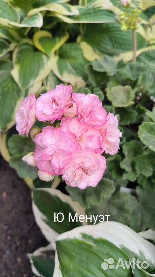 Пеларгония герань