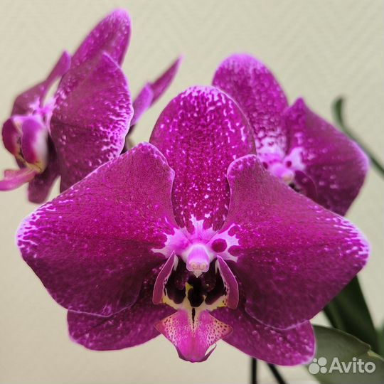 Фаленопсис OX Firebird