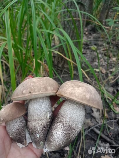 Грибы подосиновики замороженные и сушёные