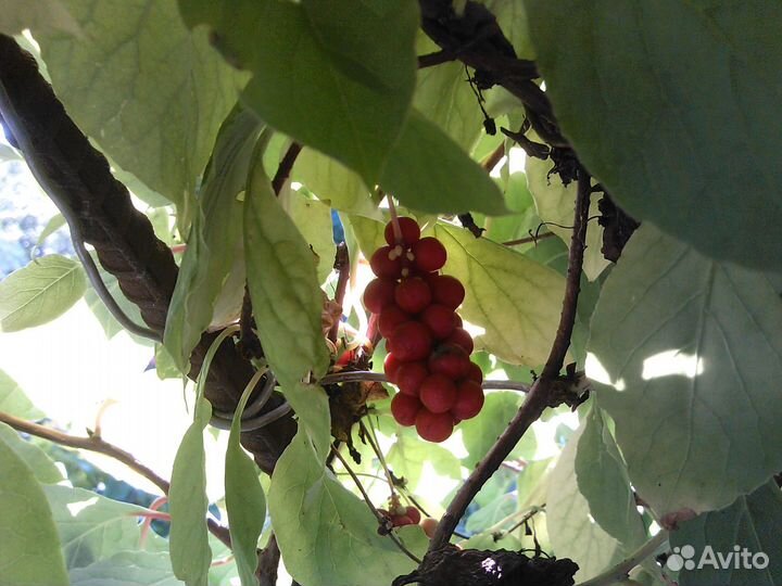 Саженцы лимонника китайского