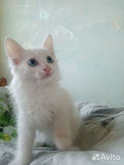 Турецкая ангора