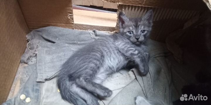 Отдаю котят