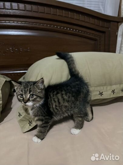 Домашние животные котята