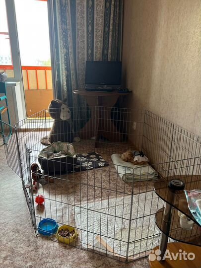 Вальтер для животных