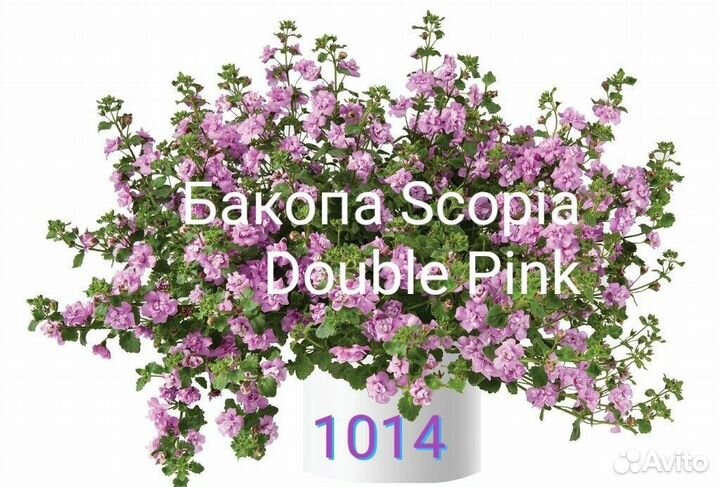 Бакопа,вербена вегетативная ампельная