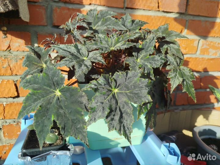 Бегония Черный бархат