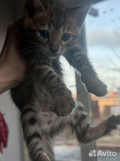 Бенгальские котята