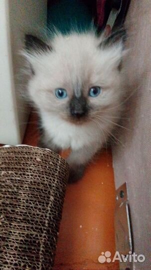 Невская маскарадная