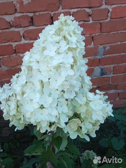 Гортензия метельчатая, саженцы в горшках Р9
