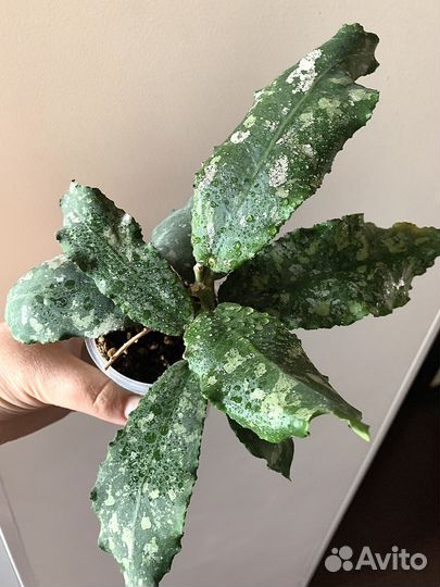 Хойя Ундулата бронь все