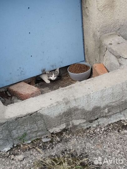 Котята в опасности