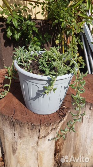 Сенецио перигрин, Дельфинчики