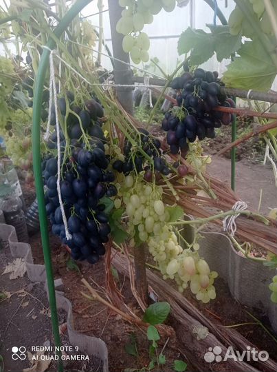 Виноград свежий