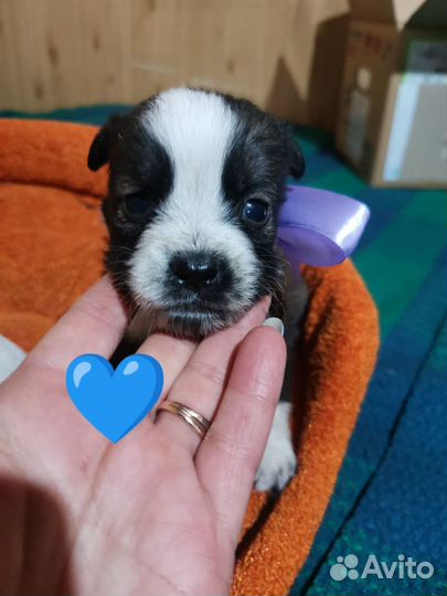 Щенки в добрые руки