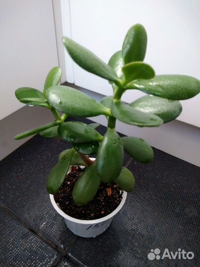 Крассула денежное дерево