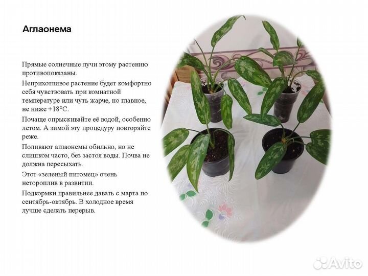 Комнатные растения цветы