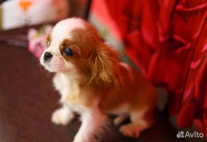 Кавалерушка ккчс и не только