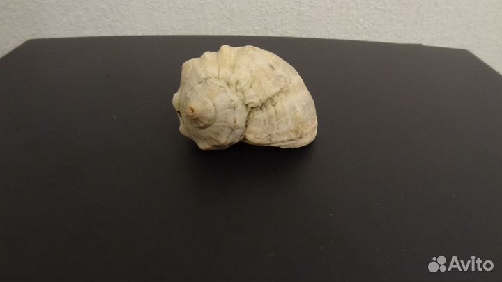 Ракушка рапан крупная спиральная морская