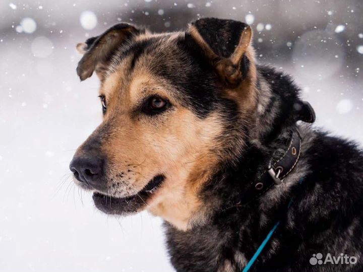 Авель - человеколюбивый пëс из приюта