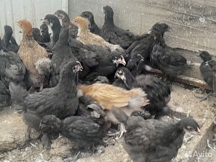 Куры несушки