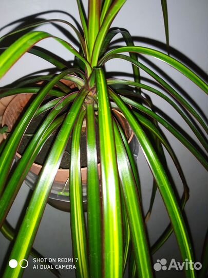 Драцена полосатая трехцветная яркая