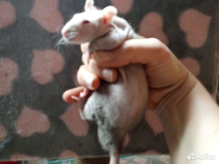 Крыса сфинкс