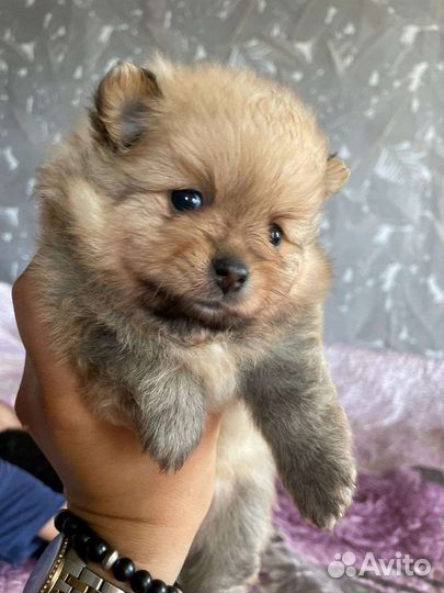 Щенки померанского шпица