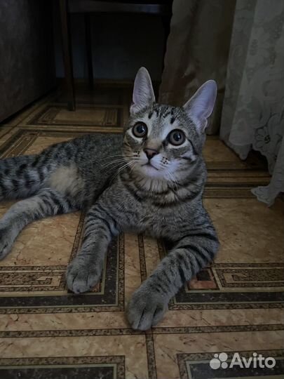 Отдам кота в добрые руки