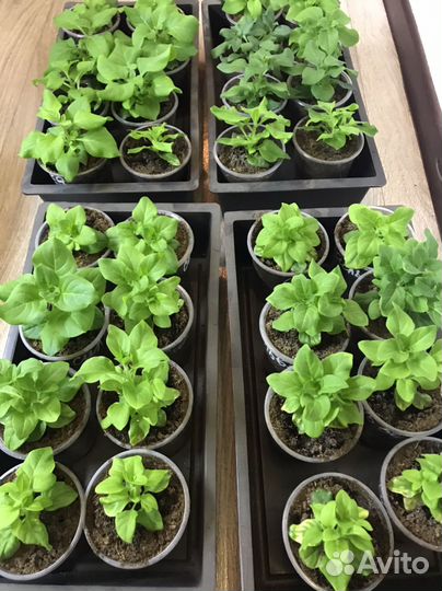 Рассада петуньи ампельной