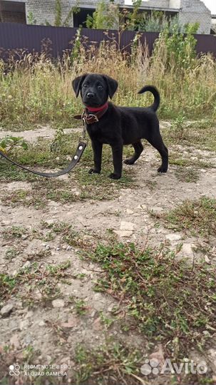 Маленькая собачка