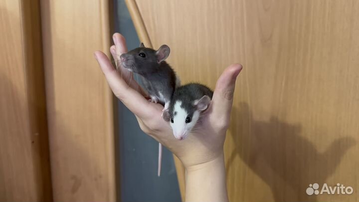Декоративные крысята в добрые руки