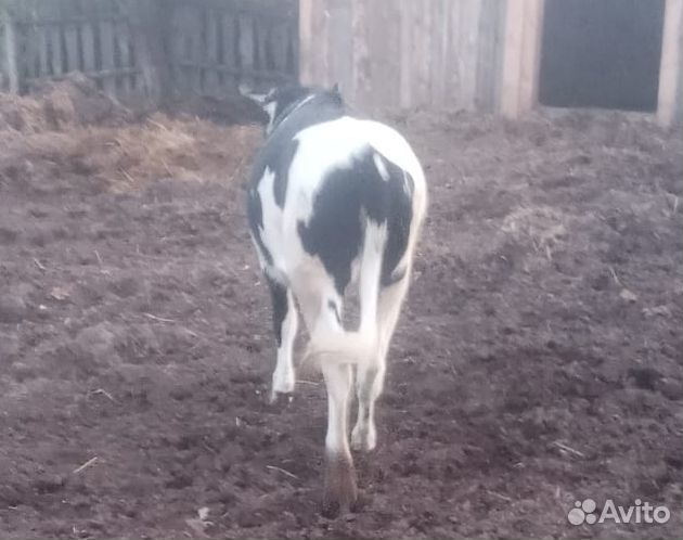 Продам телку