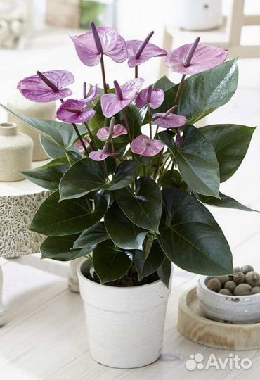 Антуриум перпл лав purple love
