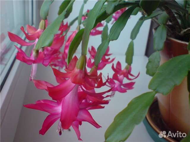 Цветок декабрист