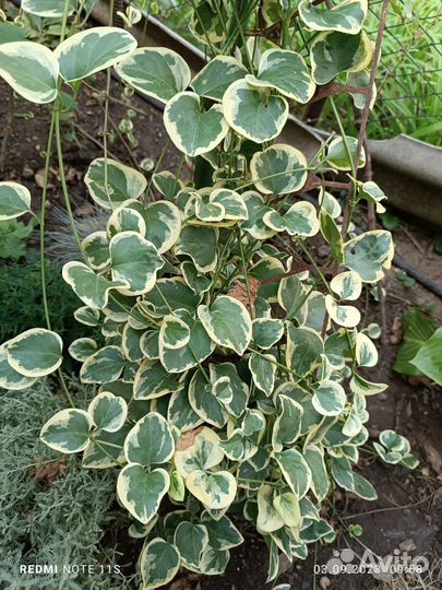 Цветы для сада