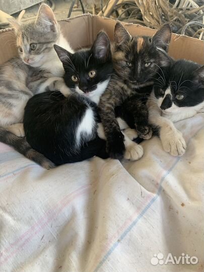 Котята в добрые руки